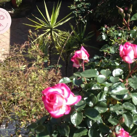 Cortile Delle Rose Bed & Breakfast Viagrande