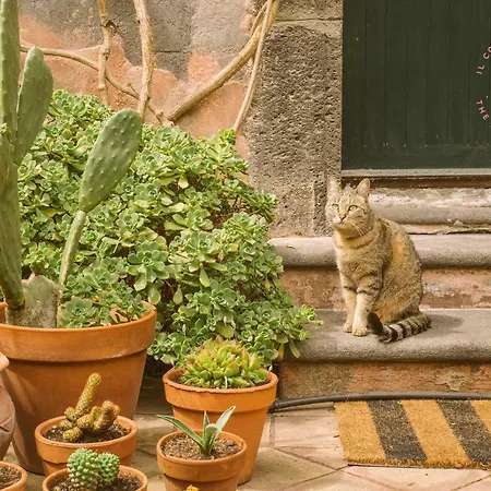 Cortile Delle Rose Bed & Breakfast *