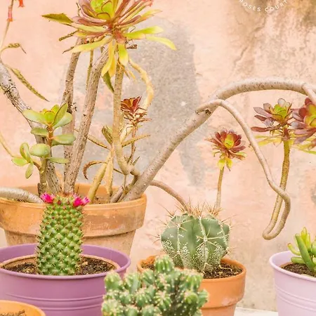 Cortile Delle Rose Bed and Breakfast Viagrande